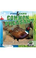 Common Pheasant