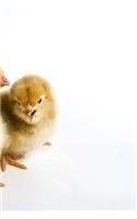 Chicken Breeding Notebook