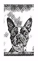 Boston Terrier