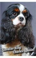 Cavalier King Charles Spaniel: Blank Sheet Music 150 pages 6 x 9 in. 11 Staves Per Page Music Staff Composition Notation Songwriting Staff Manuscript