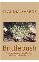 Brittlebush