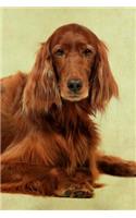 Irish Setter