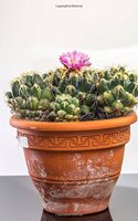 Coryphanta Elephantidens Cactus Plants in a Terracotta Pot Journal