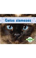 Gatos Siameses