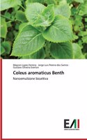 Coleus aromaticus Benth