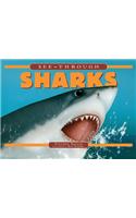 See-through Sharks