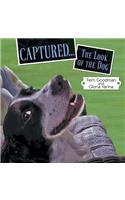 Captured...the Look of the Dog