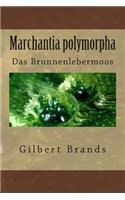 Marchantia polymorpha