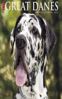 Just Great Danes 2018 Wall Calendar (Dog Breed Calendar)