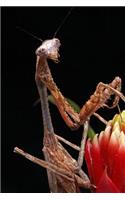 Praying Mantis Notebook