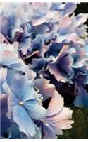 Hydrangea