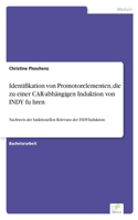 Identifikation von Promotorelementen, die zu einer CAR-abhängigen Induktion von INDY führen