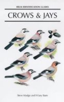 Crows and Jays: A Guide to the Crows, Jays and Magpies of the World (Helm Identification Guides) Hardcover â€“ 1 January 1999