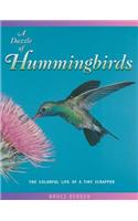 Dazzle of Hummingbirds