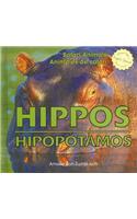 Hippos / Hipopótamos