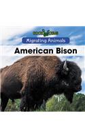 American Bison