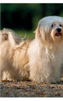 Havanese July Notebook Havanese Record, Log, Diary, Special Memories, To Do List, Academic Notepad, Scrapbook & More