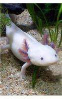 Axolotl - Mexican Salamander (Ambystoma Mexicanum) Journal