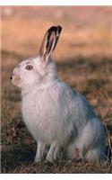 Journal White Rabbit Alert: (Notebook, Diary, Blank Book)(Seasonal Winter Wildlife Photo Journals Notebooks Diaries)