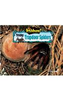Tricky Trapdoor Spiders