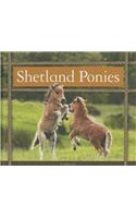 Shetland Ponies