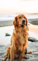 Golden Retriever Dog Pup Puppy Doggie Notebook Bullet Journal Diary Composition Book Notepad - Sunset at Beach: Cute Animal Pet Owner Composition Book with 100 Quad Ruled Graph Paper Pages in 6" x 9" Inch