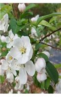 2019 Weekly Planner Spring Flowering Tree Branch Full Bloom 134 Pages