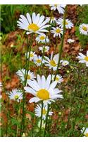 Daisy Field Summer 2019 Daily Planner 384 Pages