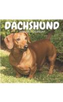 Dachshund 2019 Wall Calendar