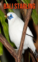 Bali Starling: Fun Learning Facts About Bali Starling