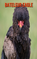 Bateleur Eagle