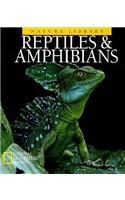 Reptiles and Amphibians