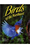 Birds of the Northeast