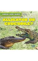 Alligator or Crocodile?