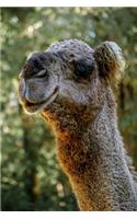 Camel Headshot Journal: 150 Page Lined Notebook/Diary