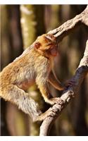 Barbary Macaque Climbing a Tree Journal