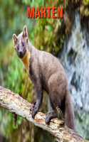 Marten: Amazing Facts about Marten