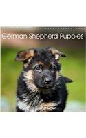 German Shepherd Puppies 2018