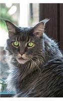 Say Hello to the Maine Coon Cat Journal: 150 page lined notebook/diary