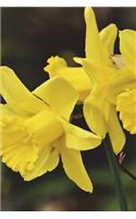 Narcissus Daffodils in Spring Time Journal