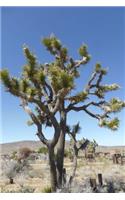 A Joshua Tree in the Mohave Desert in California USA Journal
