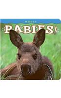 Moose Babies!