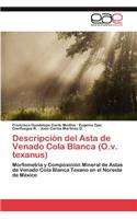 Descripción del Asta de Venado Cola Blanca (O.v. texanus)