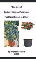 Blueberry plant and Rose bush