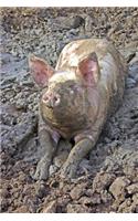 Happy as a Pig in Mud Journal: 150 Page Lined Notebook/Diary
