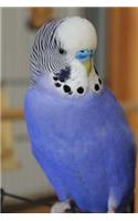 Adorable Blue Budgie Parakeet Bird Journal