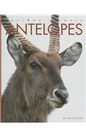 Antelopes