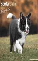 Border Collie Puppies Calendar 2024  Square Dog Puppy Breed Wall Calendar - 16 Month