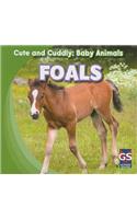 Foals