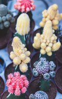 Mini Cacti with Colorful Cactus Flowers